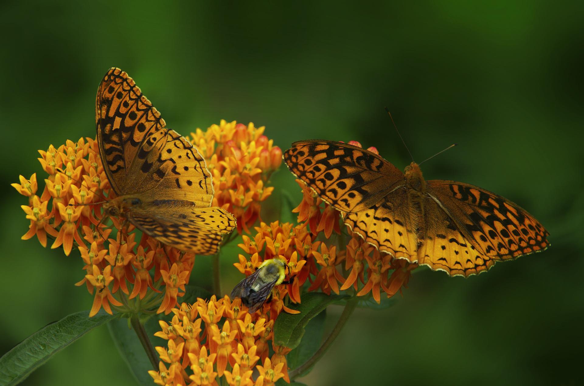 Butterfly weed is popular with bees as well as butterflies.